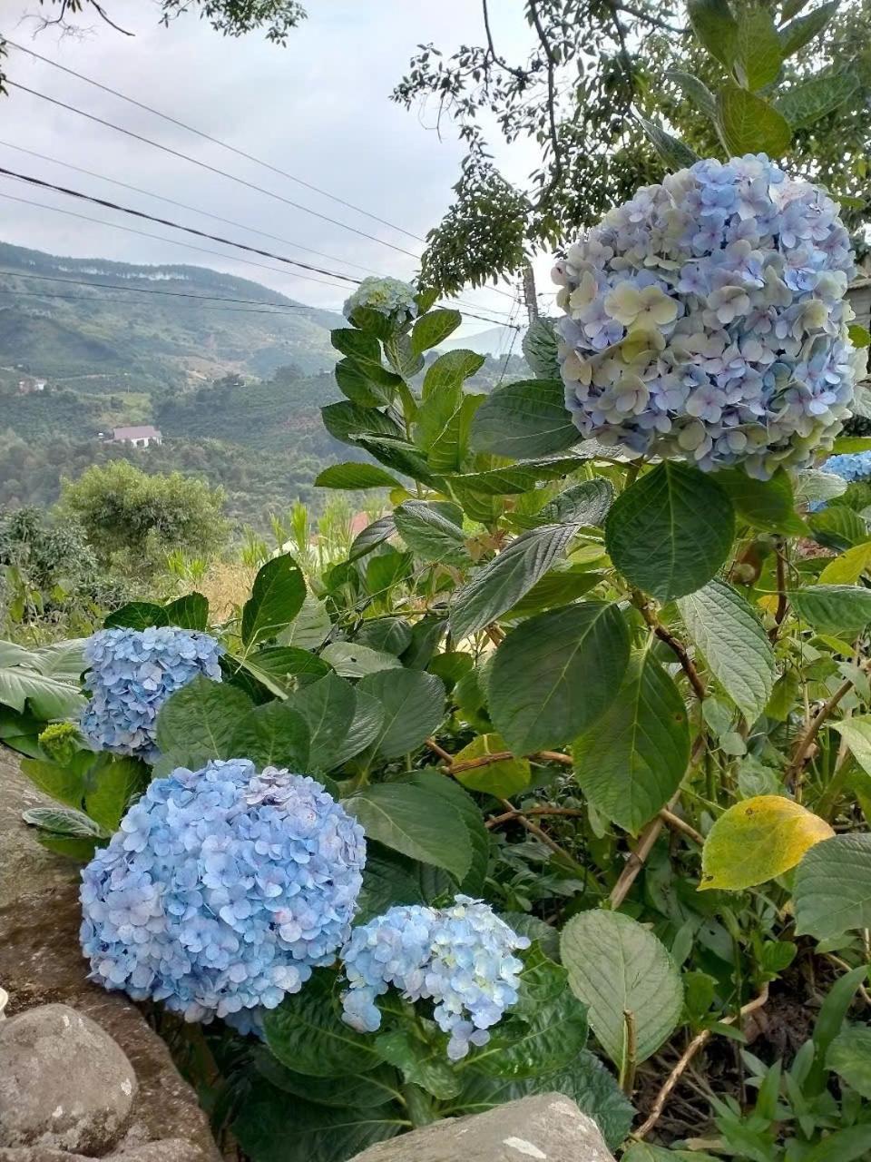 Farm Co Chu Tuan Ha Bed and Breakfast Da Lat Buitenkant foto