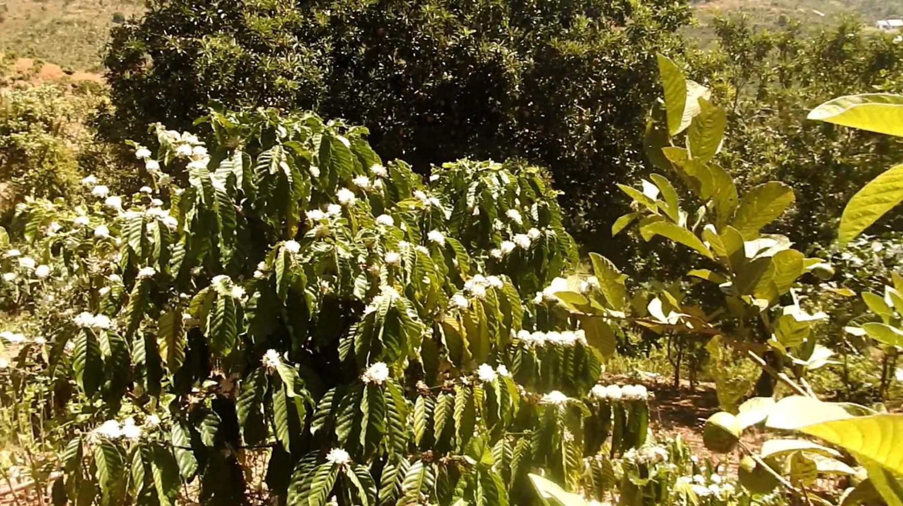 Farm Co Chu Tuan Ha Bed and Breakfast Da Lat Buitenkant foto